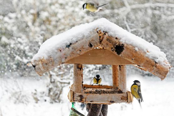 Everything You Need To Know About Bird Feeding » Shetland's Garden Tool Box