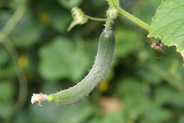 How To Plant Cucumber Seeds And Germinate Seeds Shetlands Garden