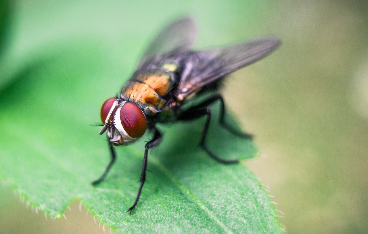 uk-s-best-fly-zappers-are-electric-fly-killers-that-ll-kill-mosquitos